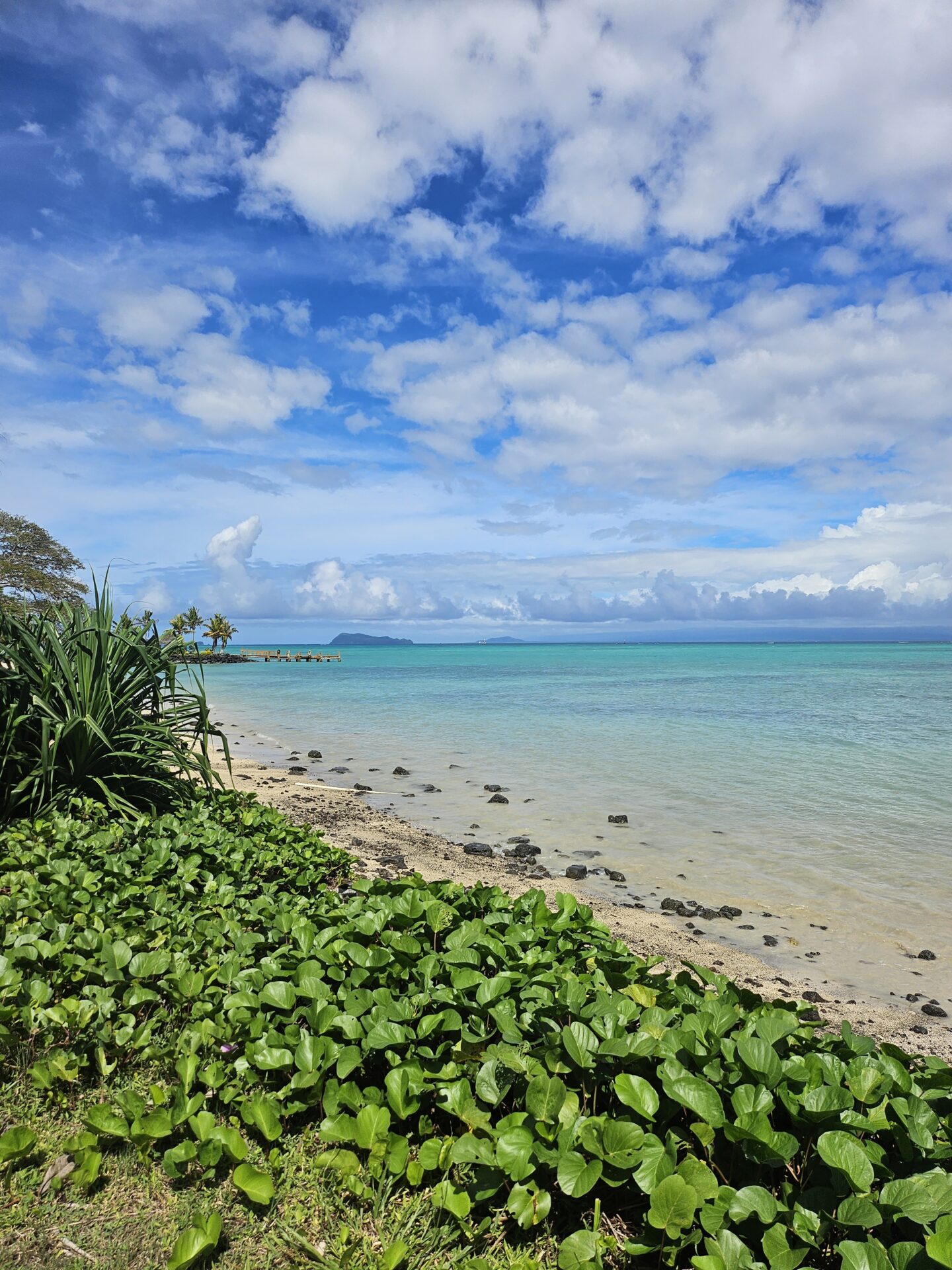 a beach with plants and water