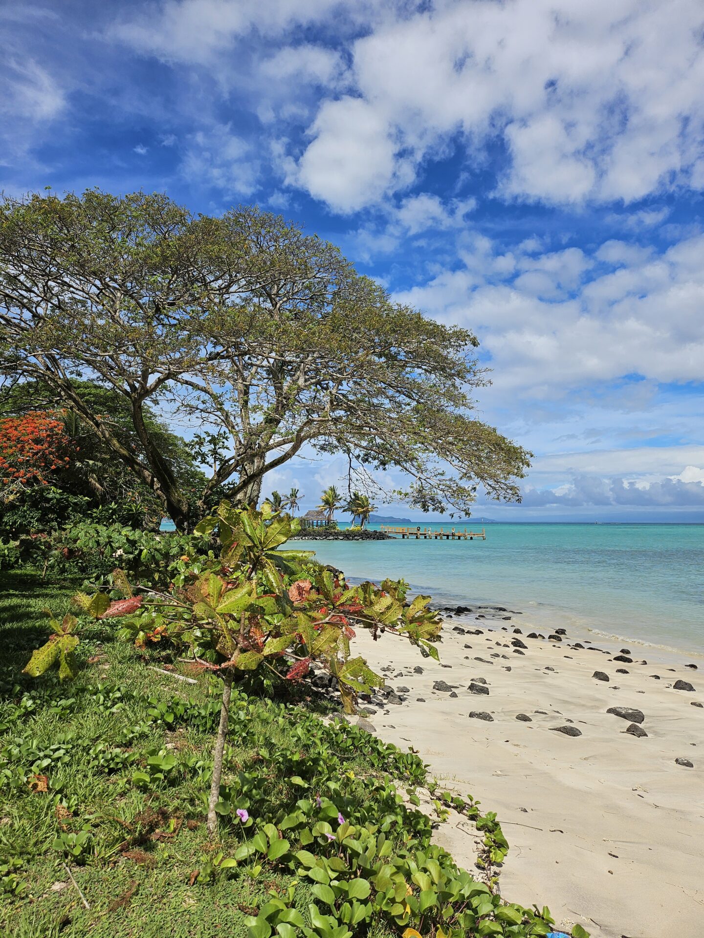 a beach with trees and rocks