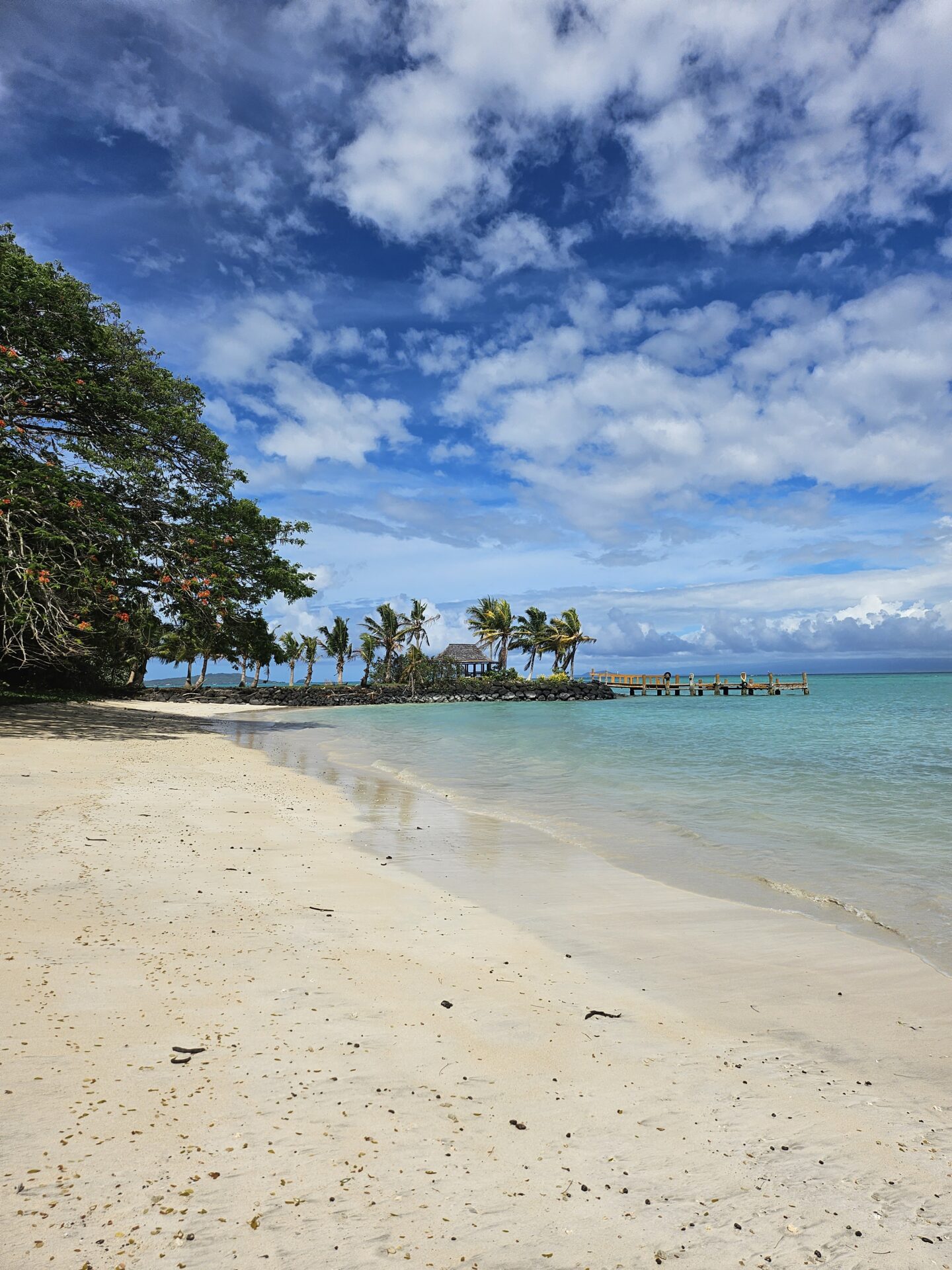 a beach with a dock and trees