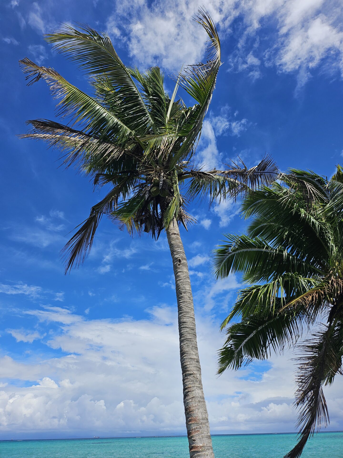 a palm trees on a sunny day