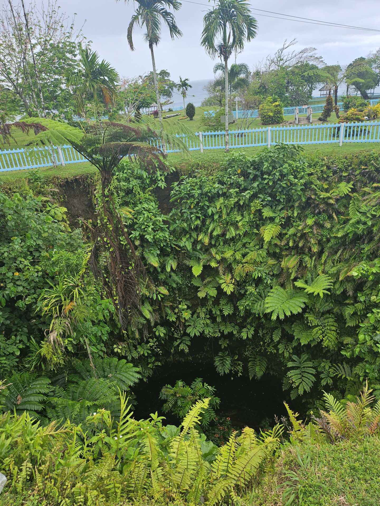 a hole in a green plant