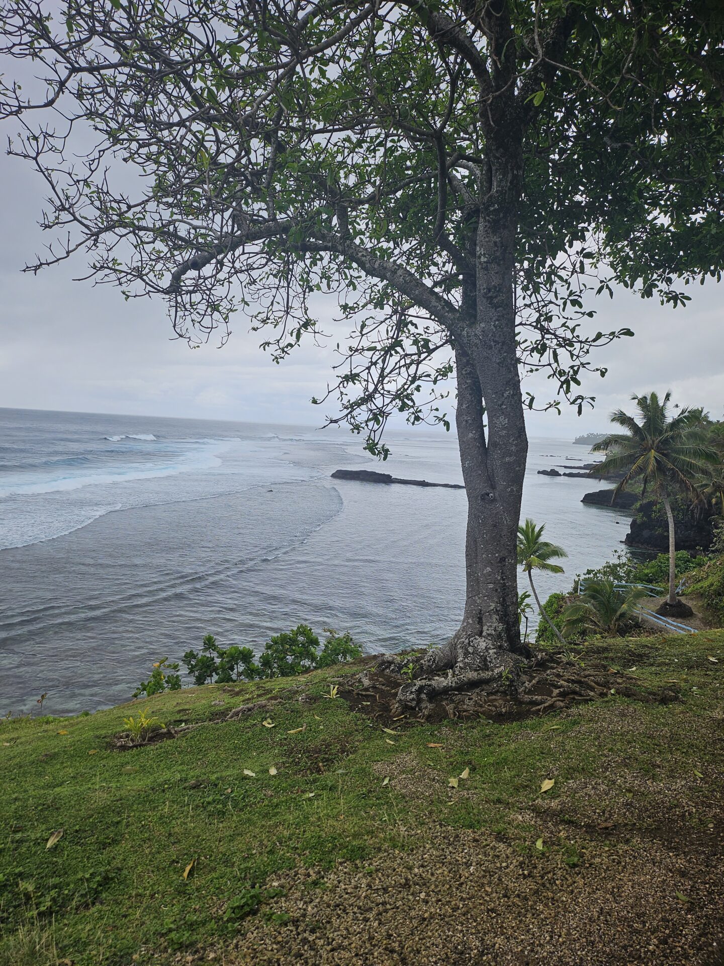 a tree on a hill by the ocean