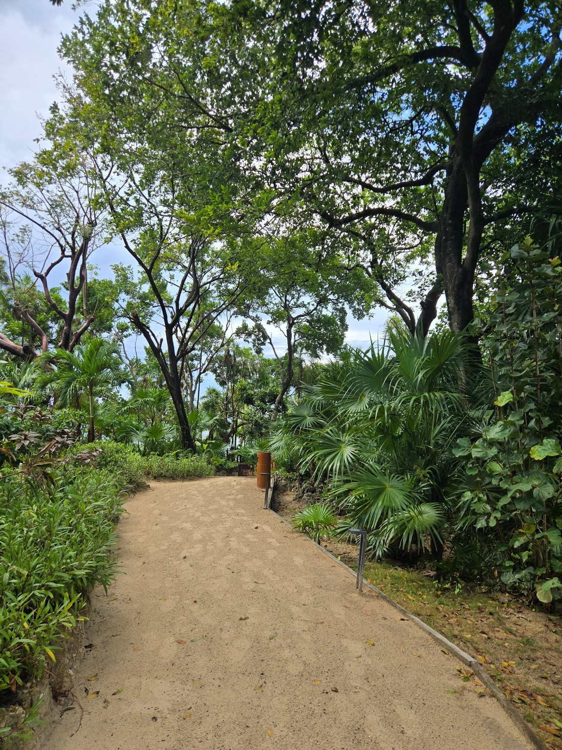 a dirt path with trees and bushes