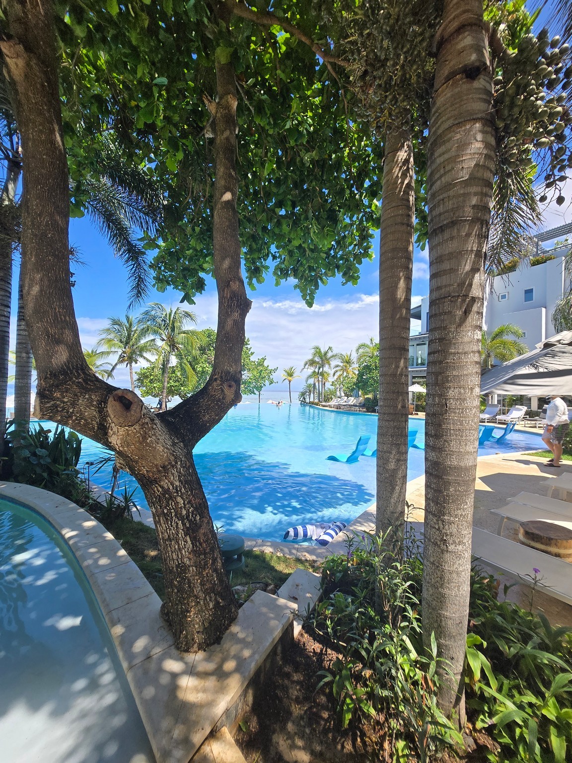 a pool with trees and a swimming pool