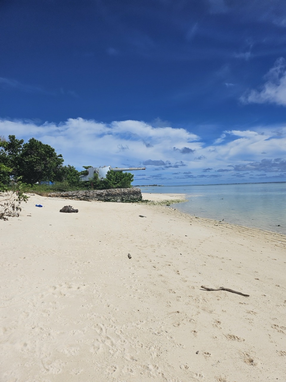 a beach with trees and water